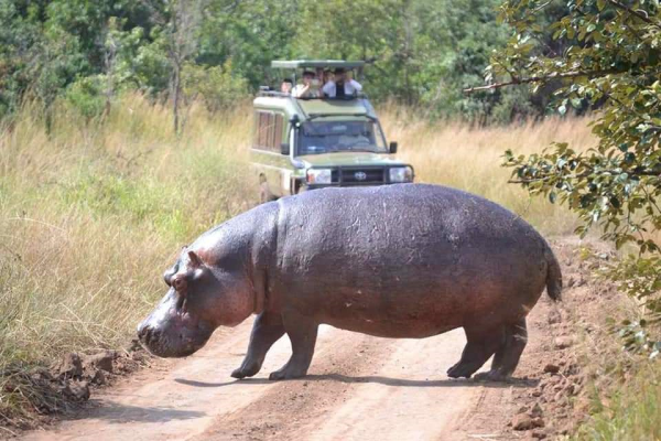 AKAGERA NATIONAL PARK - Image 3