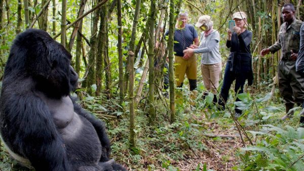 GORILLA VISIT - Image 8